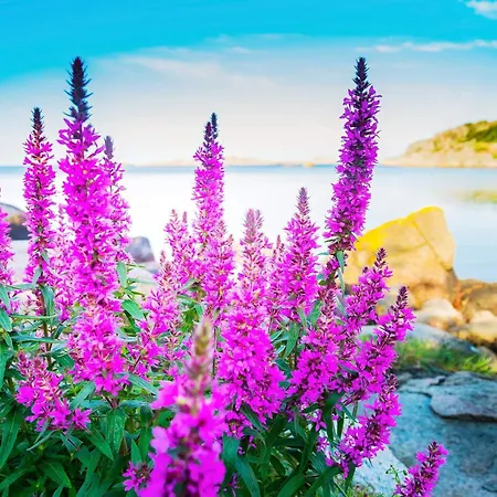 5 Person In Lyngdal-by Traum * Korshamn (Vest-Agder)